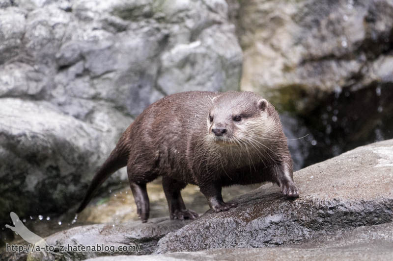 f:id:otters_yvonne:20171006184444j:plain