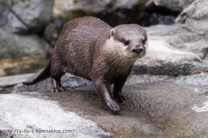 f:id:otters_yvonne:20171006184445j:plain