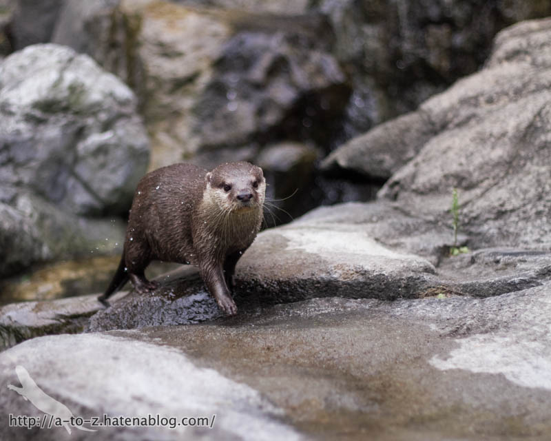 f:id:otters_yvonne:20171006184446j:plain