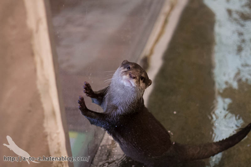 f:id:otters_yvonne:20171006184448j:plain