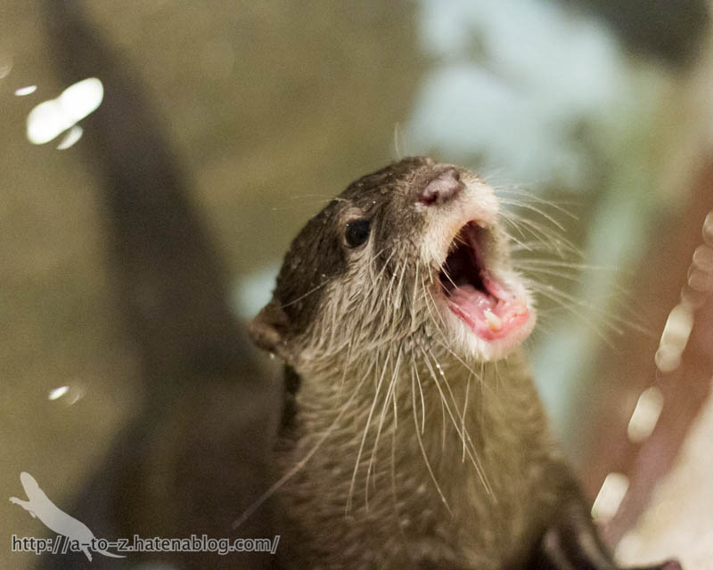 f:id:otters_yvonne:20171006184449j:plain