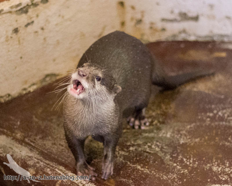 f:id:otters_yvonne:20171006184450j:plain