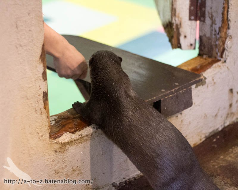 f:id:otters_yvonne:20171006184452j:plain