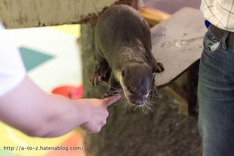 f:id:otters_yvonne:20171006184453j:plain