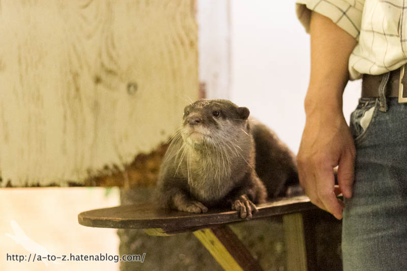 f:id:otters_yvonne:20171006184455j:plain