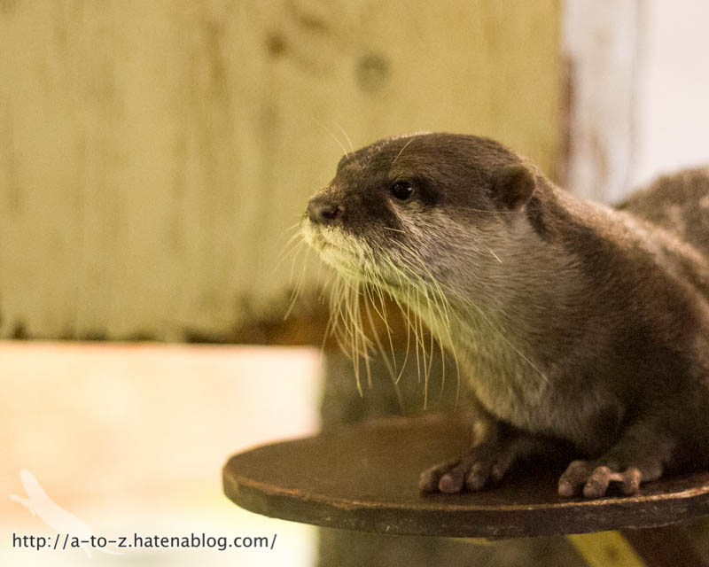 f:id:otters_yvonne:20171006184456j:plain