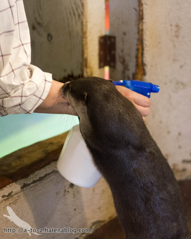 f:id:otters_yvonne:20171006184458j:plain