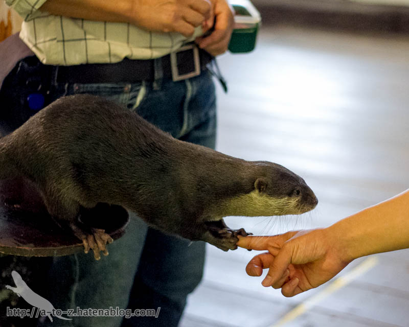 f:id:otters_yvonne:20171006184459j:plain