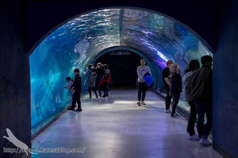 f:id:otters_yvonne:20180120214759j:plain