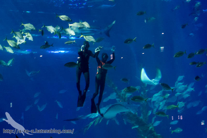 f:id:otters_yvonne:20180120214803j:plain