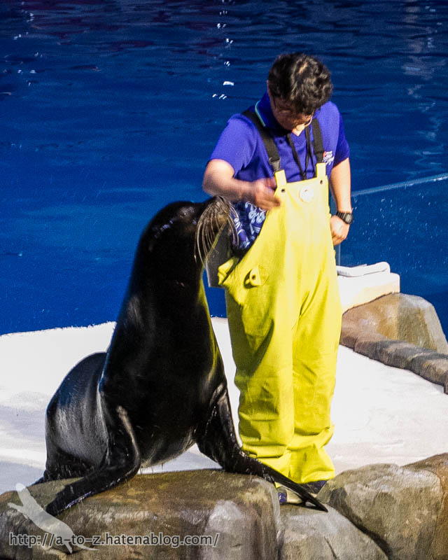 f:id:otters_yvonne:20180120214806j:plain