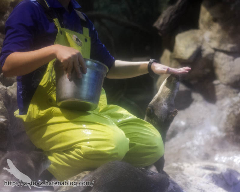 f:id:otters_yvonne:20180120214809j:plain