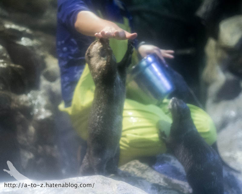 f:id:otters_yvonne:20180120214810j:plain