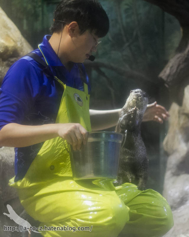 f:id:otters_yvonne:20180120214811j:plain