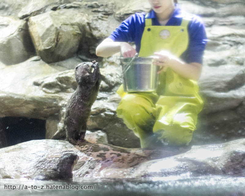 f:id:otters_yvonne:20180120214812j:plain