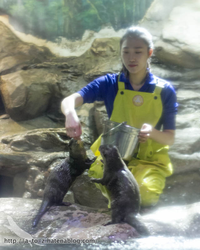 f:id:otters_yvonne:20180120214813j:plain