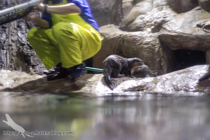 f:id:otters_yvonne:20180120214814j:plain