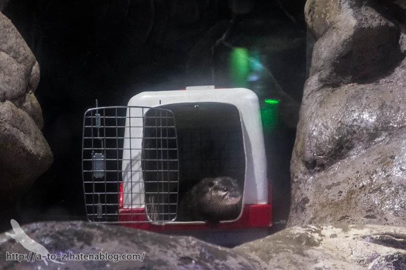 f:id:otters_yvonne:20180120214817j:plain