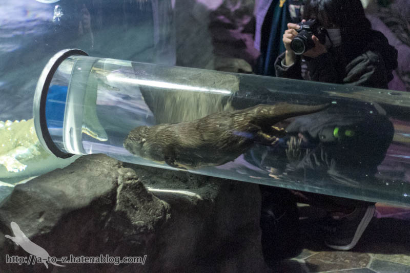 f:id:otters_yvonne:20180120214818j:plain