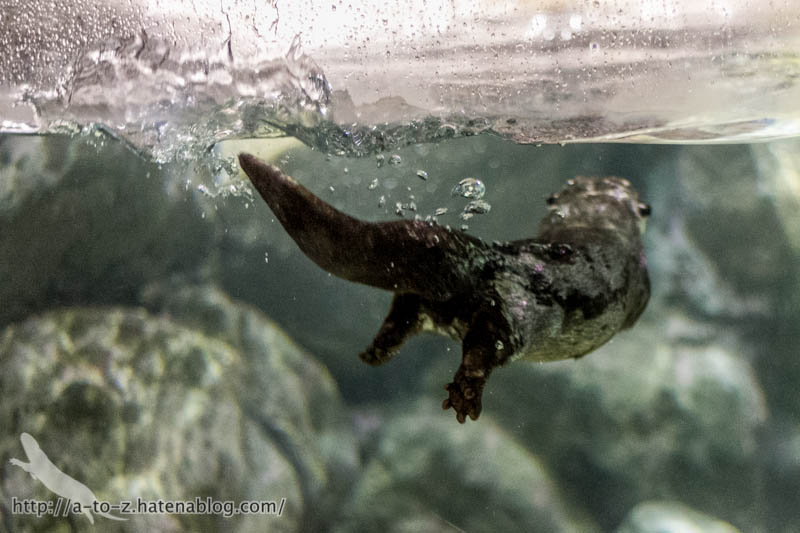 f:id:otters_yvonne:20180120214819j:plain