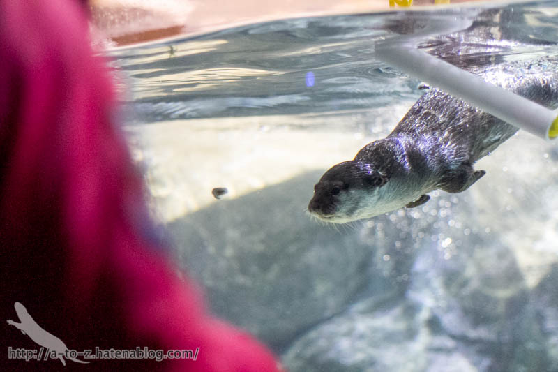 f:id:otters_yvonne:20180120214820j:plain