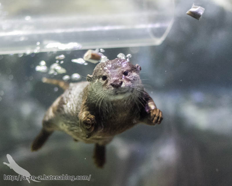 f:id:otters_yvonne:20180120214821j:plain