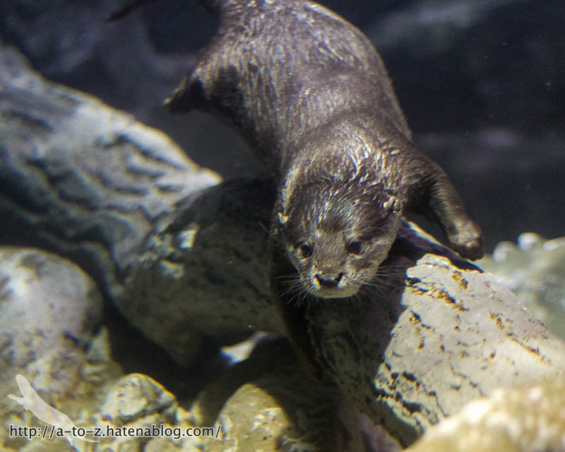 f:id:otters_yvonne:20180120214822j:plain