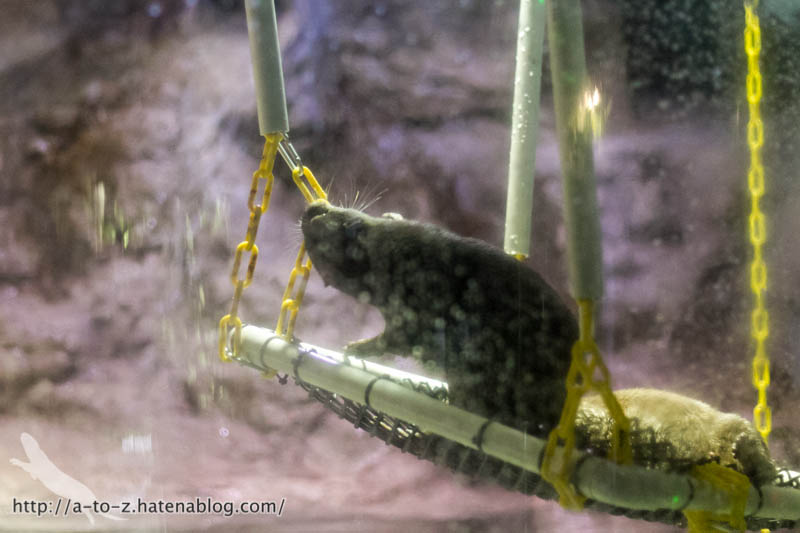 f:id:otters_yvonne:20180120214823j:plain