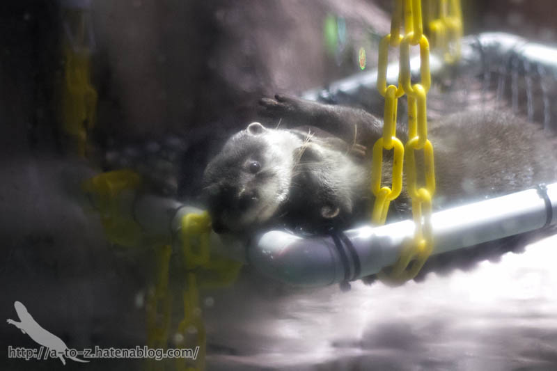 f:id:otters_yvonne:20180120214824j:plain