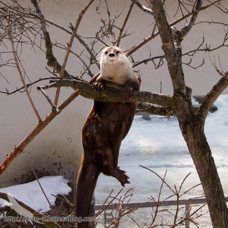 f:id:otters_yvonne:20180222103912j:plain