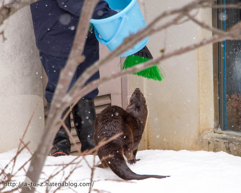 f:id:otters_yvonne:20180222103920j:plain