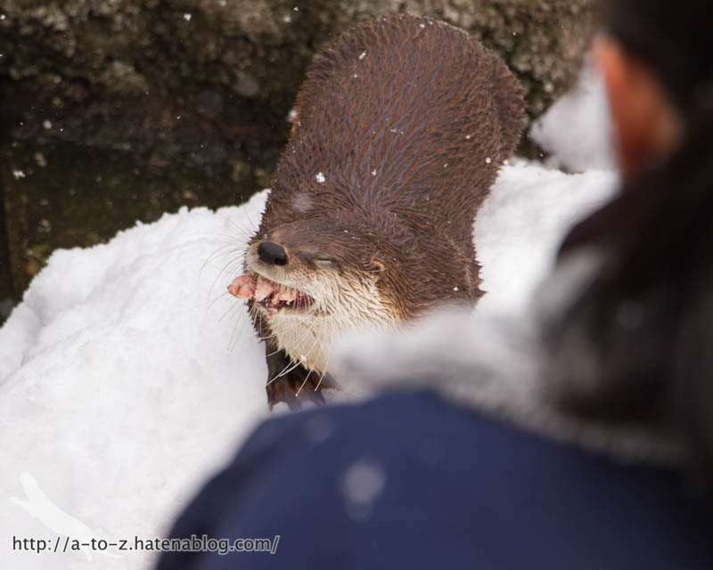 f:id:otters_yvonne:20180222103921j:plain