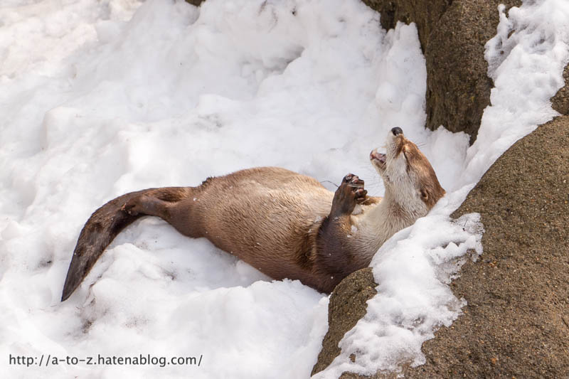 f:id:otters_yvonne:20180222103924j:plain