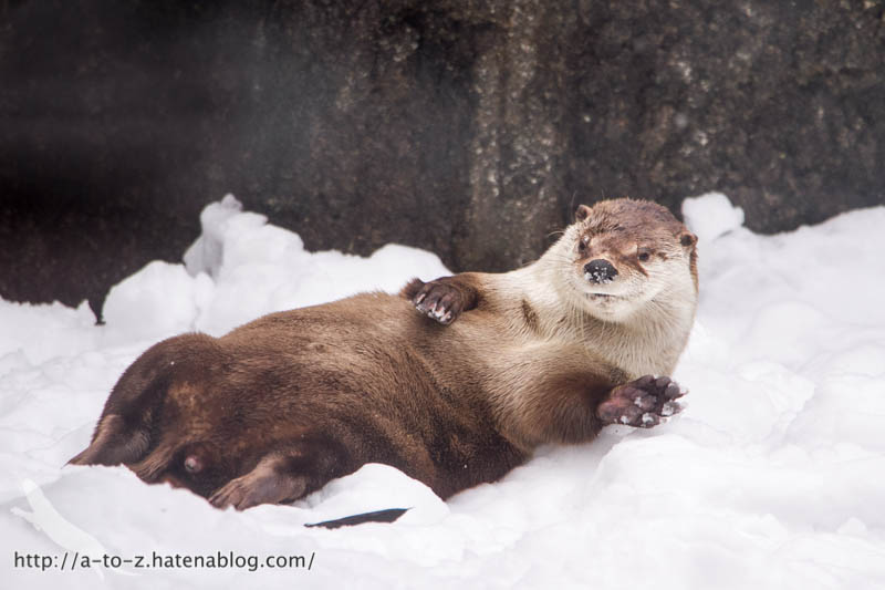 f:id:otters_yvonne:20180222103926j:plain