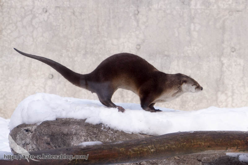 f:id:otters_yvonne:20180222103928j:plain