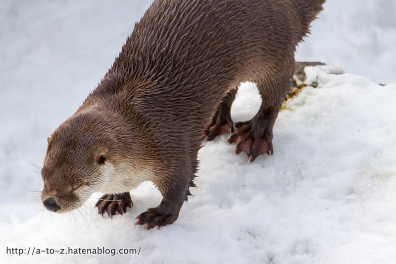 f:id:otters_yvonne:20180222103929j:plain