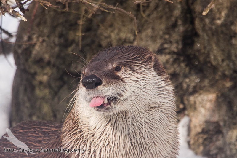 f:id:otters_yvonne:20180222103930j:plain