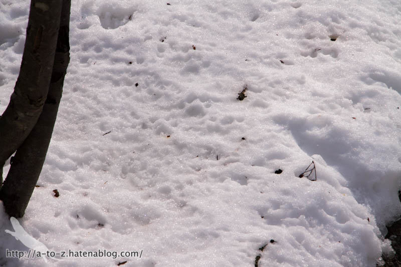 f:id:otters_yvonne:20180222103931j:plain