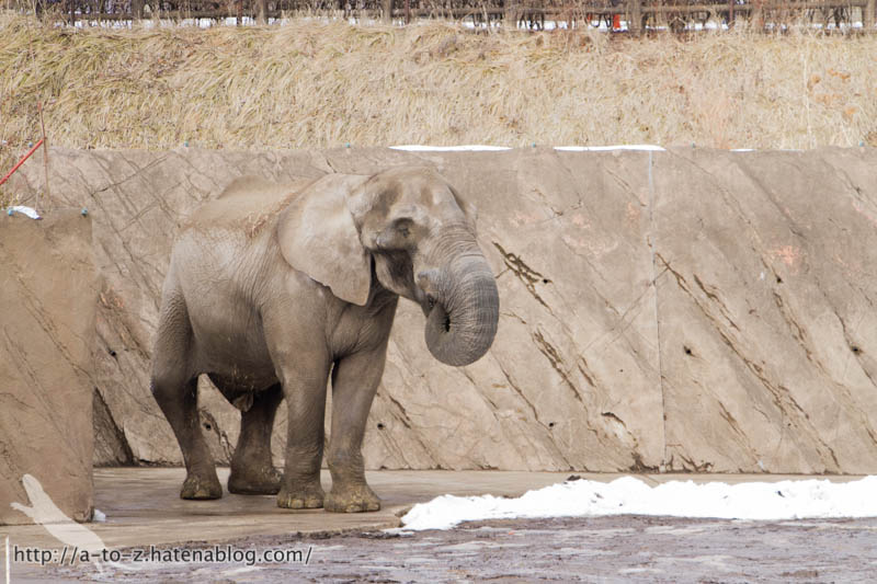 f:id:otters_yvonne:20180222103932j:plain