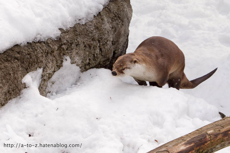 f:id:otters_yvonne:20180222103934j:plain