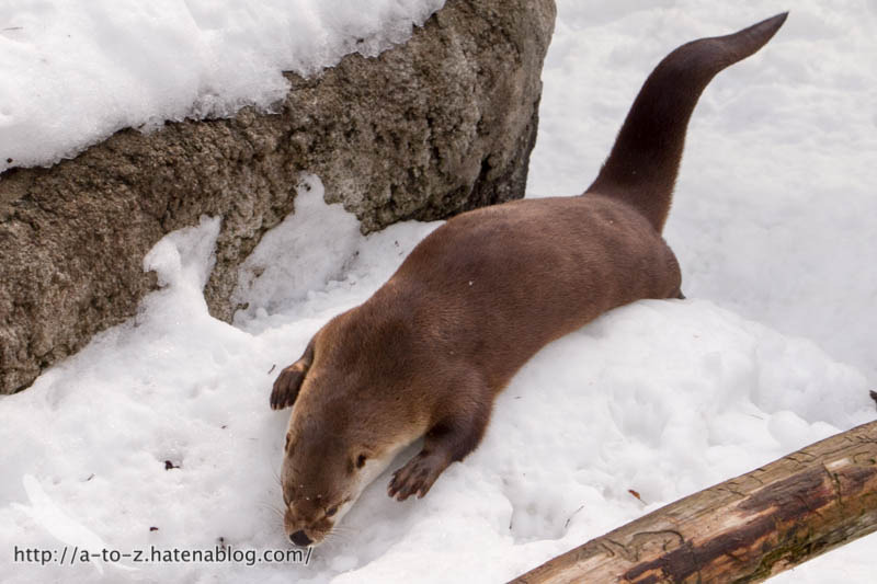 f:id:otters_yvonne:20180222103935j:plain