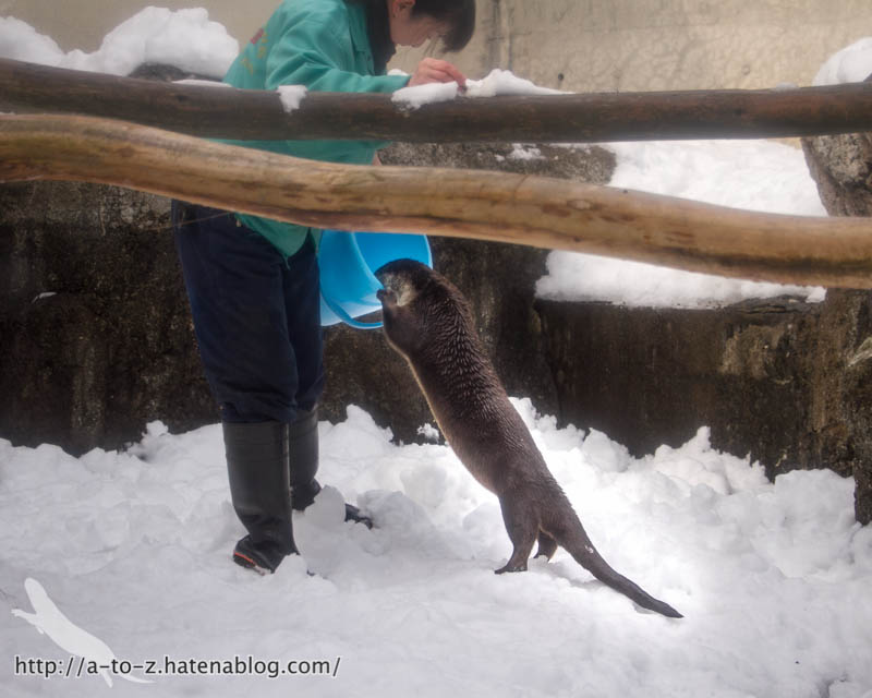 f:id:otters_yvonne:20180222103936j:plain