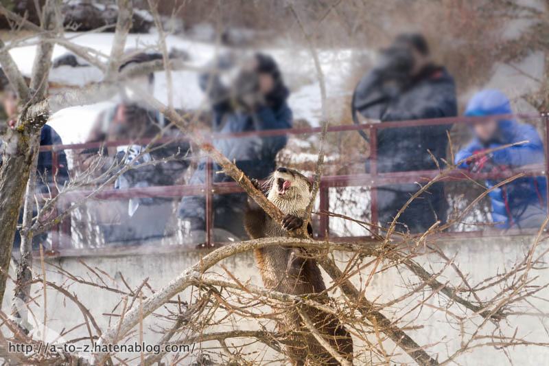 f:id:otters_yvonne:20180222103940j:plain