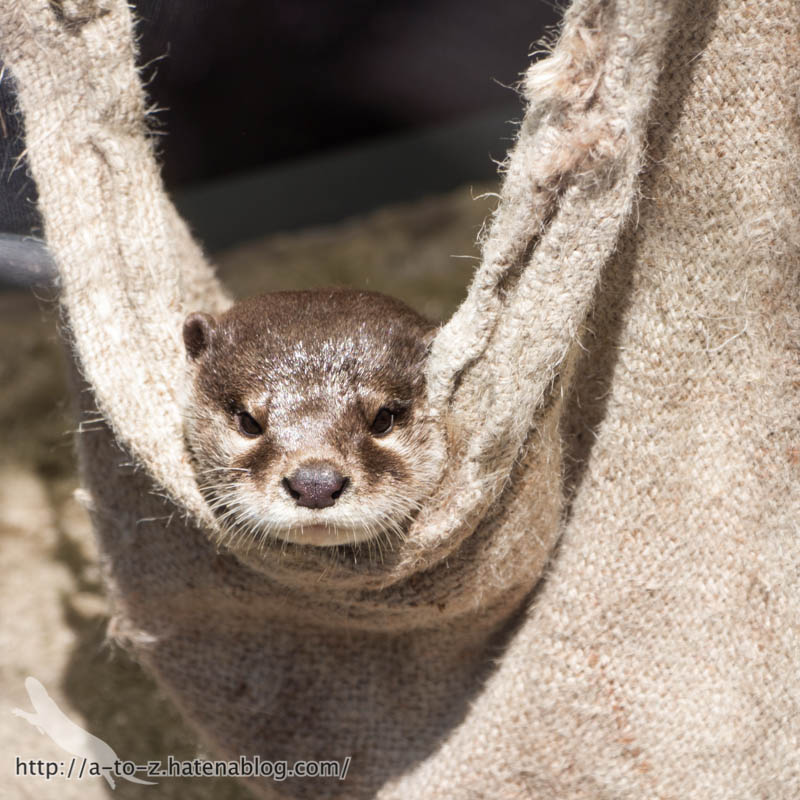 f:id:otters_yvonne:20181013104428j:plain