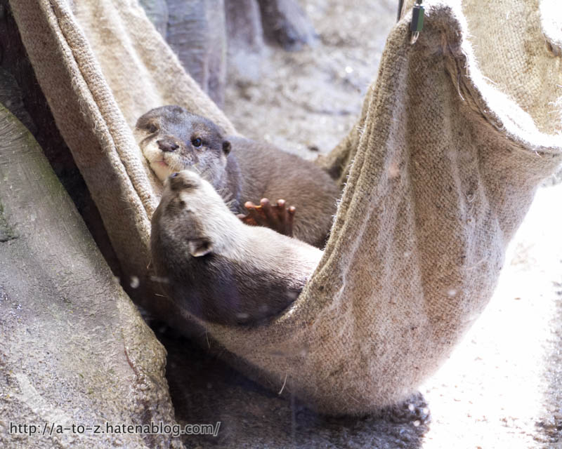 f:id:otters_yvonne:20181013104433j:plain