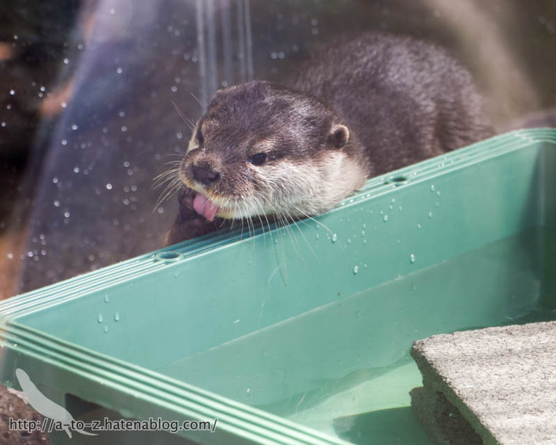 f:id:otters_yvonne:20181013104435j:plain