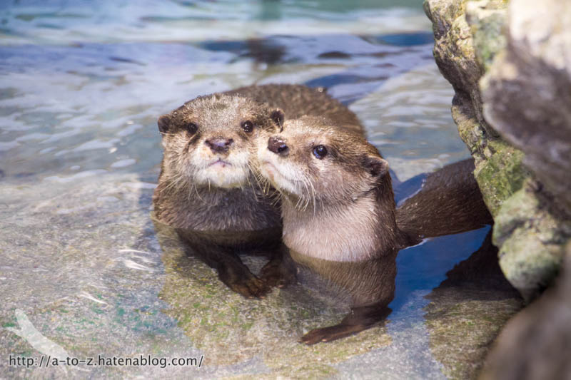 f:id:otters_yvonne:20181013104438j:plain