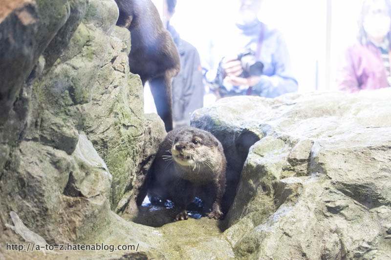 f:id:otters_yvonne:20181013104458j:plain