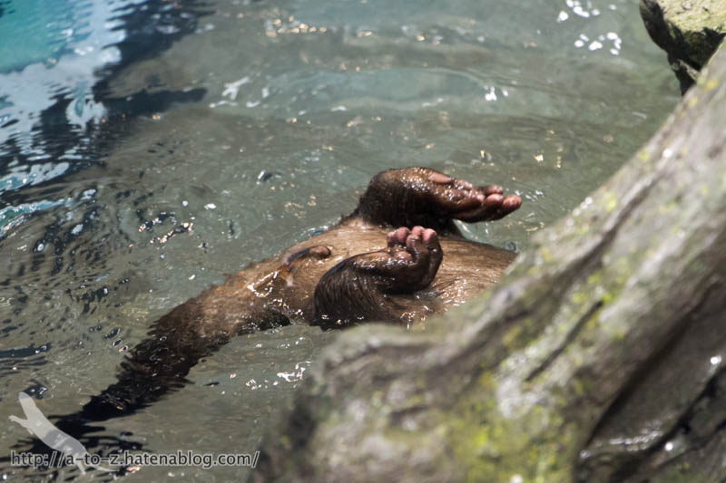 f:id:otters_yvonne:20181013104549j:plain