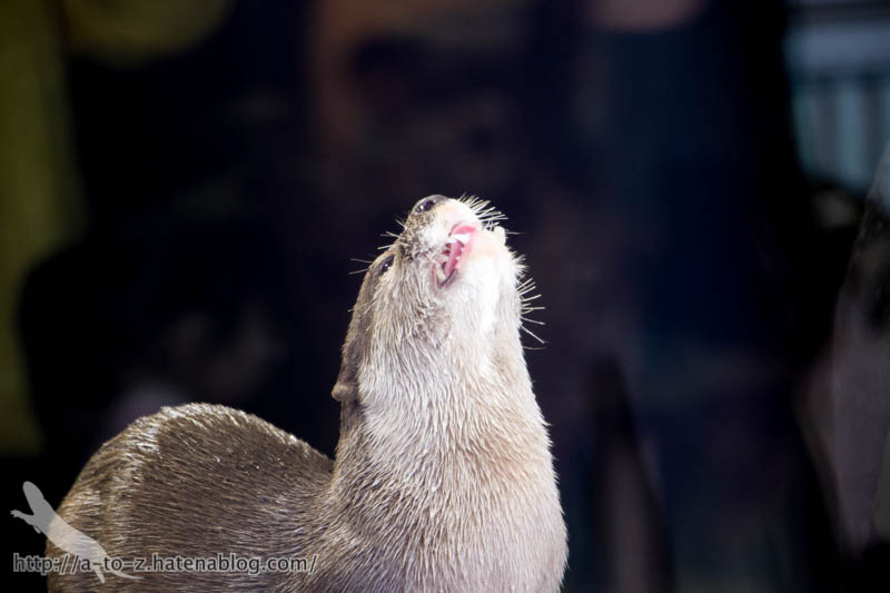 f:id:otters_yvonne:20181013104604j:plain